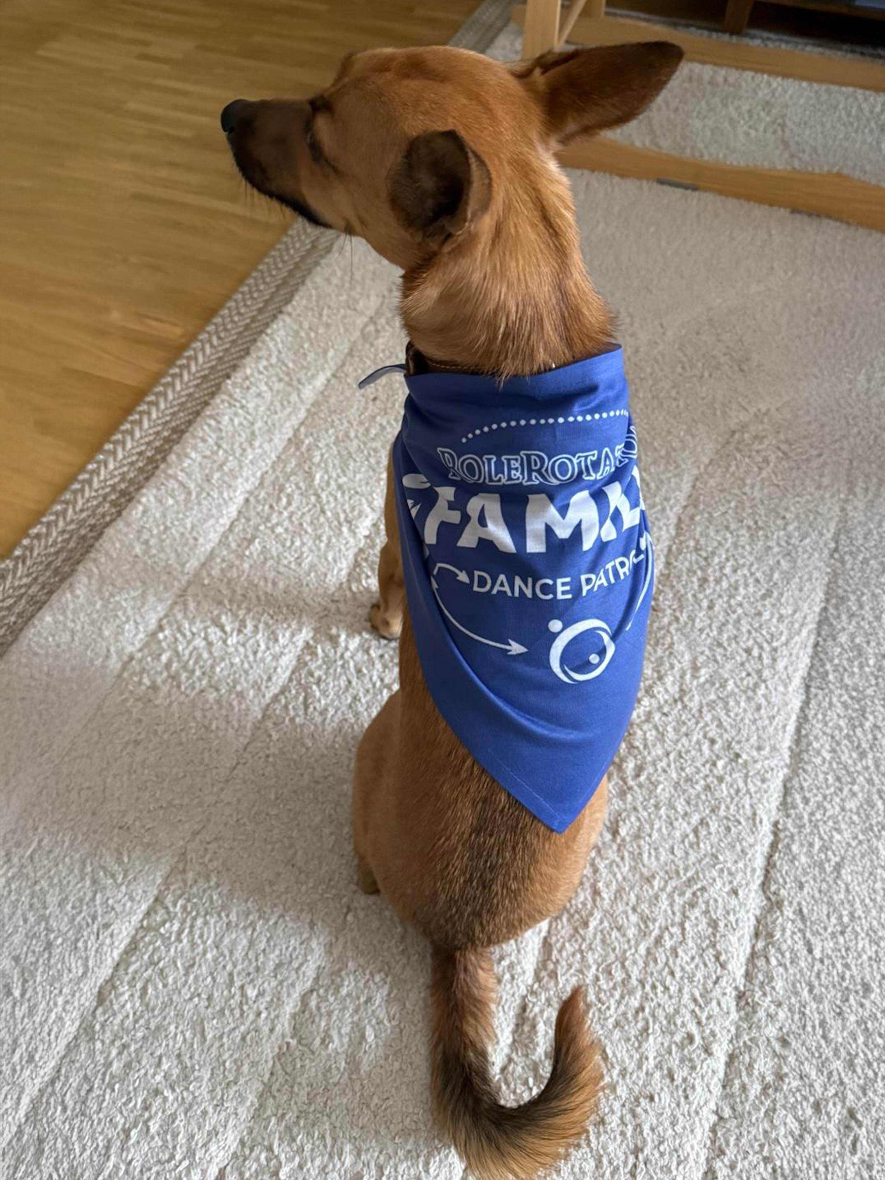 Dance Patrol Pet Bandana — Blue Rolerotation Matching Pet Scarf